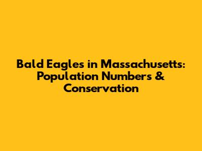 Bald Eagles in Massachusetts: Population Numbers & Conservation