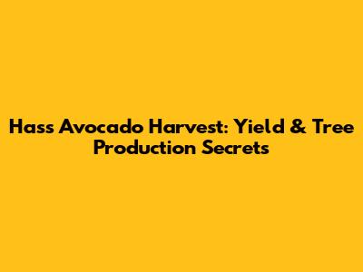 Hass Avocado Harvest: Yield & Tree Production Secrets