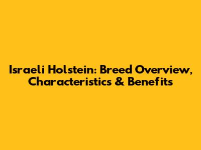 Israeli Holstein: Breed Overview, Characteristics & Benefits