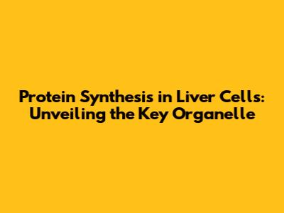 Protein Synthesis in Liver Cells: Unveiling the Key Organelle