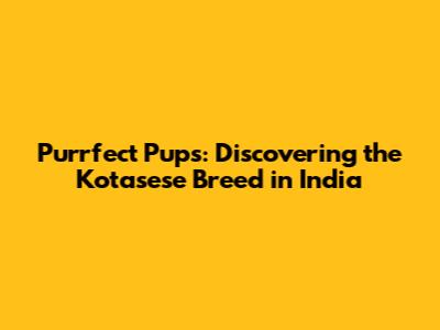 Purrfect Pups: Discovering the Kotasese Breed in India